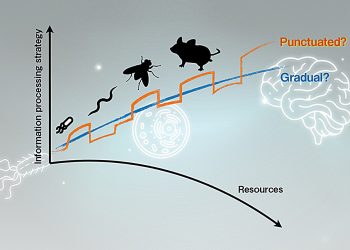 Paměť má svou cenu, ukazuje nový matematický model