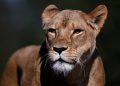 Tokijská zoo přišla o tři lvice, podezírá úpal