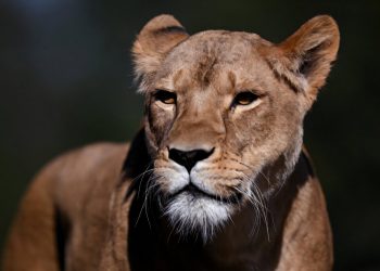 Tokijská zoo přišla o tři lvice, podezírá úpal
