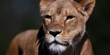Tokijská zoo přišla o tři lvice, podezírá úpal