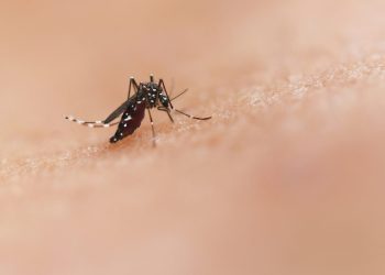 Mutace v Ugandě mohou oslabit klíčovou léčbu malárie