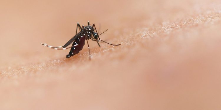 Mutace v Ugandě mohou oslabit klíčovou léčbu malárie